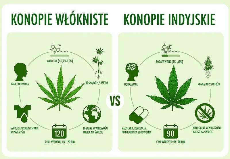 Konopie jako roślina przyszłości: pomiędzy zrównoważonym rolnictwem a innowacją