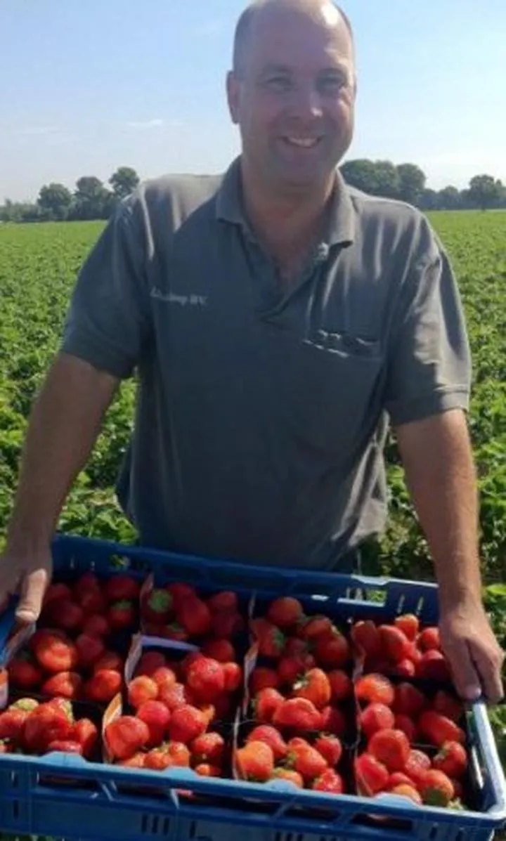 Sezonowość pracy przy zbiorach truskawek